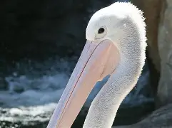 里程碑夜新奥尔良鹈鹕远射贴柱，国王杯关键时刻刷纪录，悬念犹存，医务组通报恢复的简单介绍